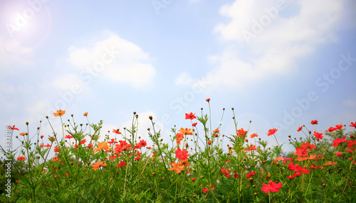 cosmos flower and blue sky background