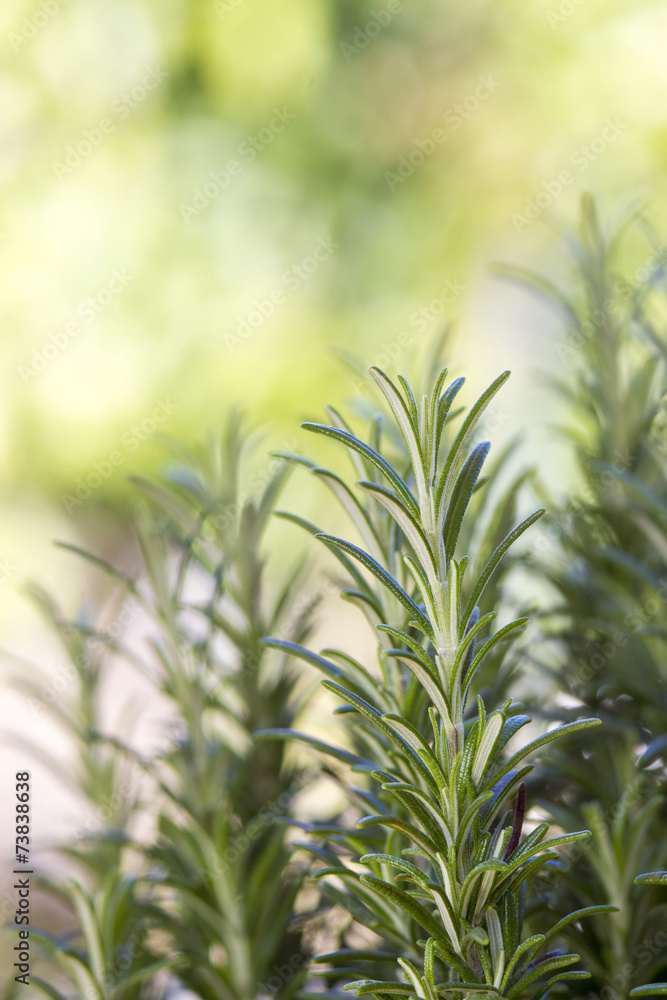 Obraz premium fresh rosemary in the garden (rosmarinus officinalis)