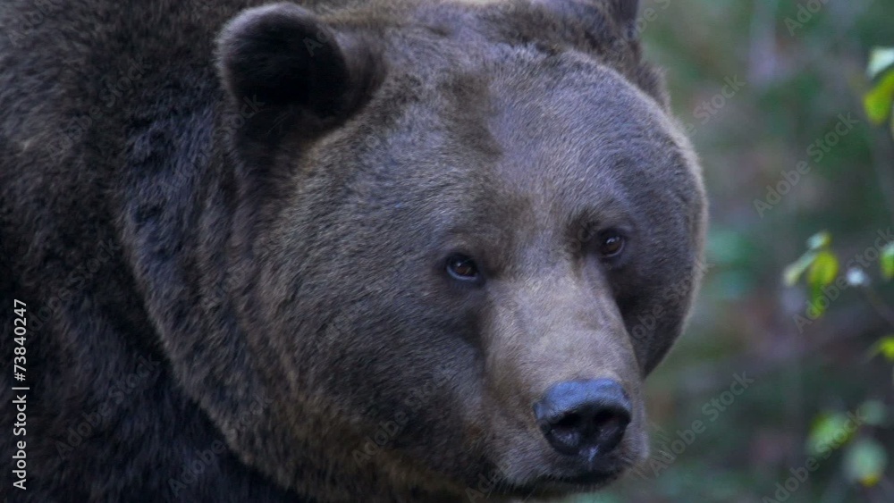 Braunbär Braunbär
