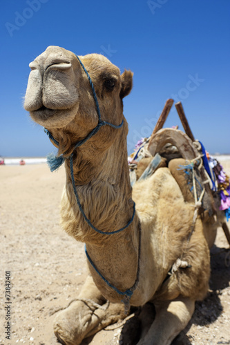 Kamel am Strand von Essaouira  Marokko
