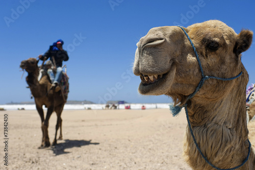 Kamel am Strand von Essaouira, Marokko photo