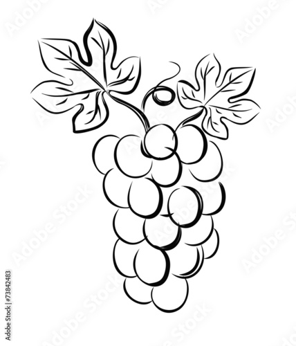 grapes vector