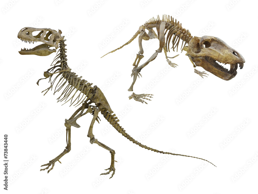 Naklejka premium szkielet dinozaura