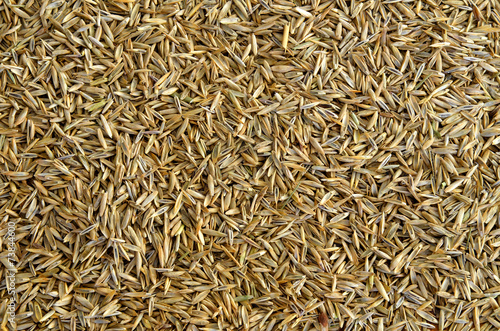 Grass seed background