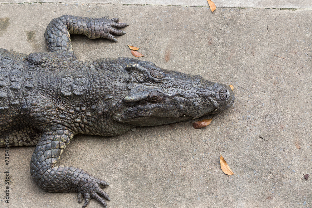 Obraz premium Sun bath crocodile on cement ground