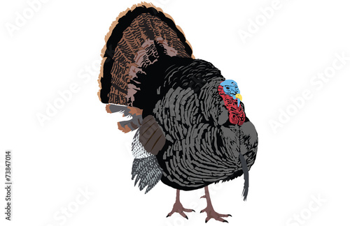 Turkey Revision