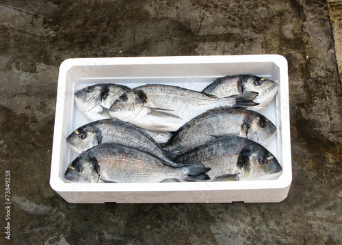 Fresh Mediterranean gilthead bream