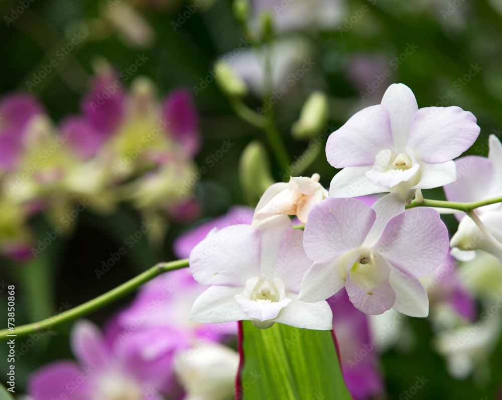 Obraz premium orchid