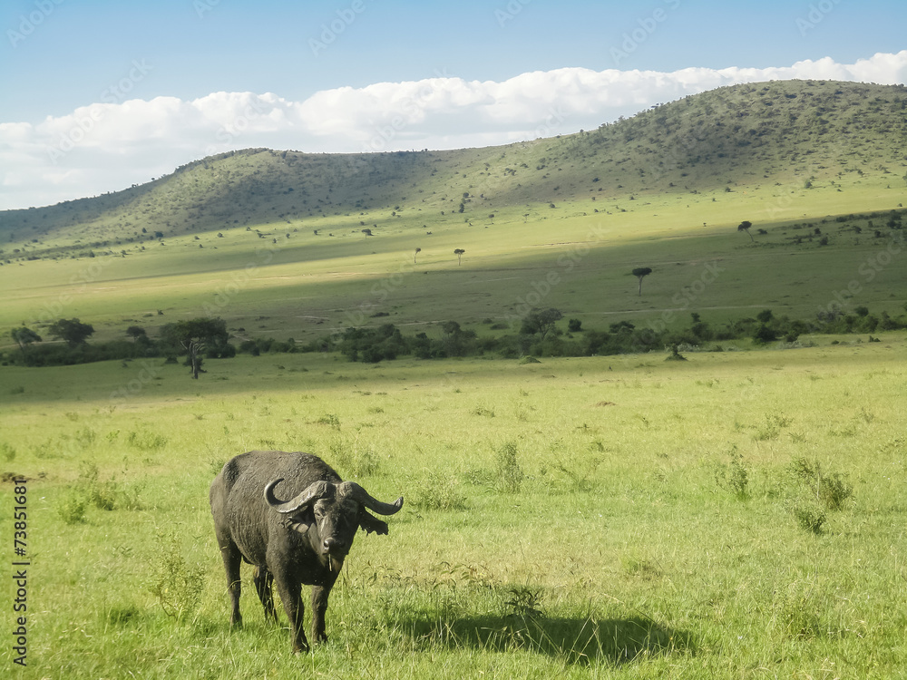Fototapeta premium Buffalo