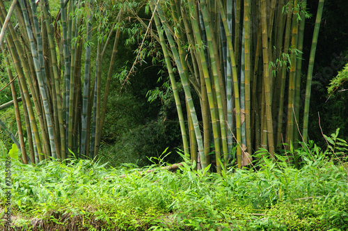 La Réunion - Bambous