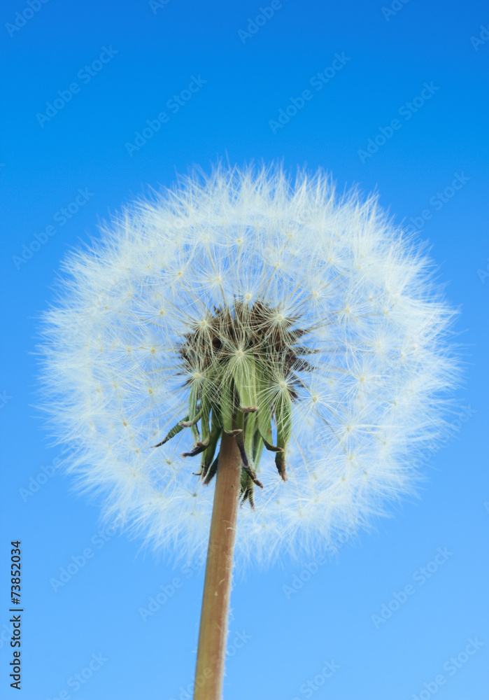 Fototapeta premium Dandelion