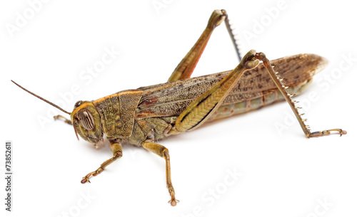 Locust isolated on white