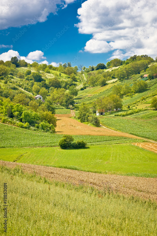 Fototapeta premium Green landscape hill with vineyards and cottages
