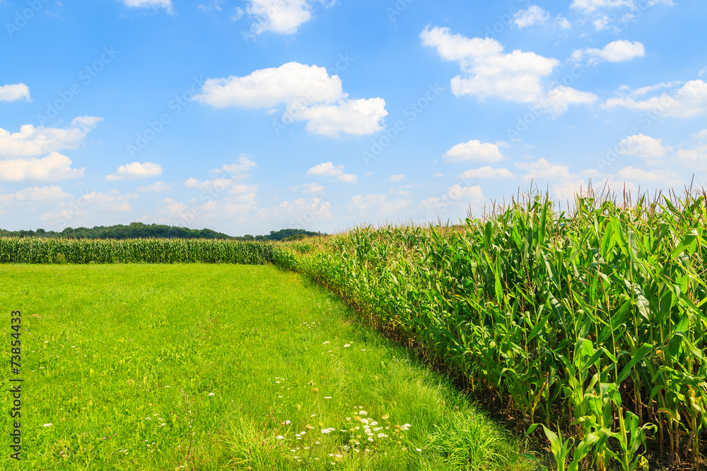 Corn field on sunny summer day in Paczultowice village, Poland