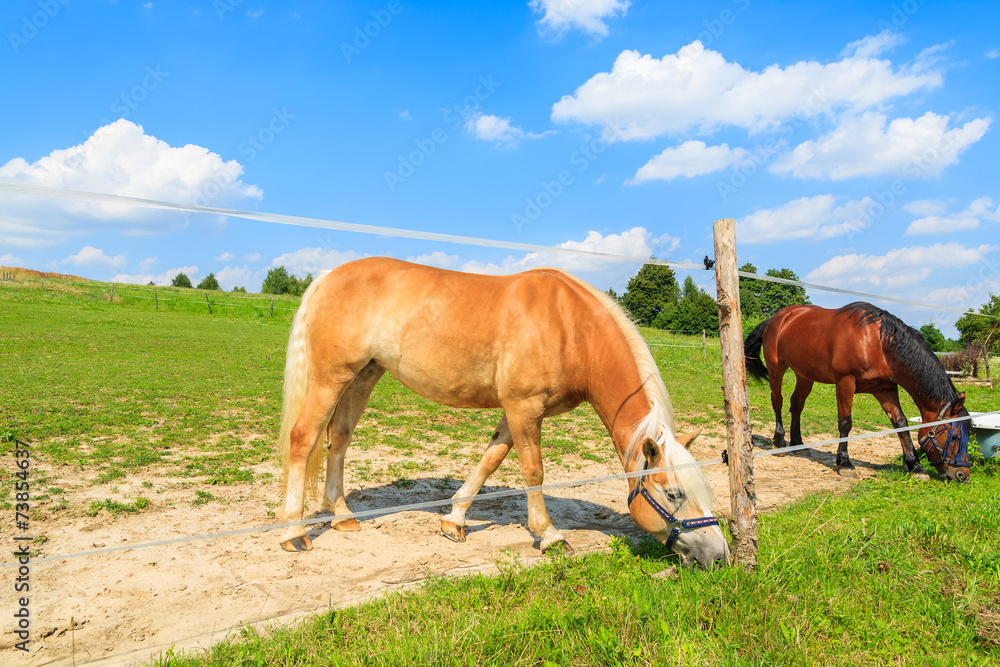 Two horses grazing on green meadow in summer, Poland Two horses grazing on green meadow in summer, Poland