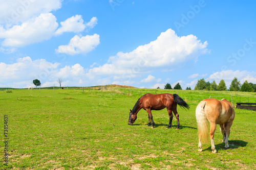 Two horses grazing on green meadow in summer, Poland