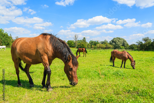 Horses grazing on green pasture near Krakow city  Poland