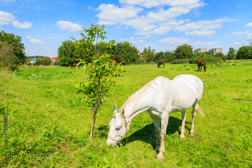 White horse grazing on green pasture near Krakow city, Poland
