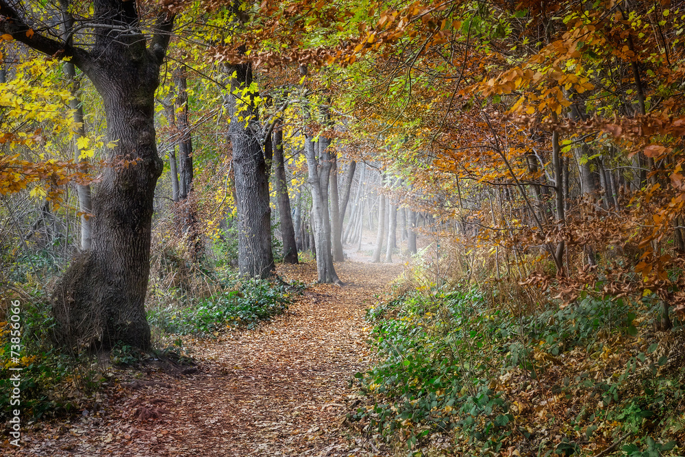 Magic forest in the fall Magic forest in the fall