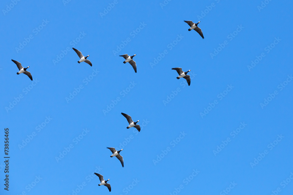 Group of Canadian geese flying in V shaped flock