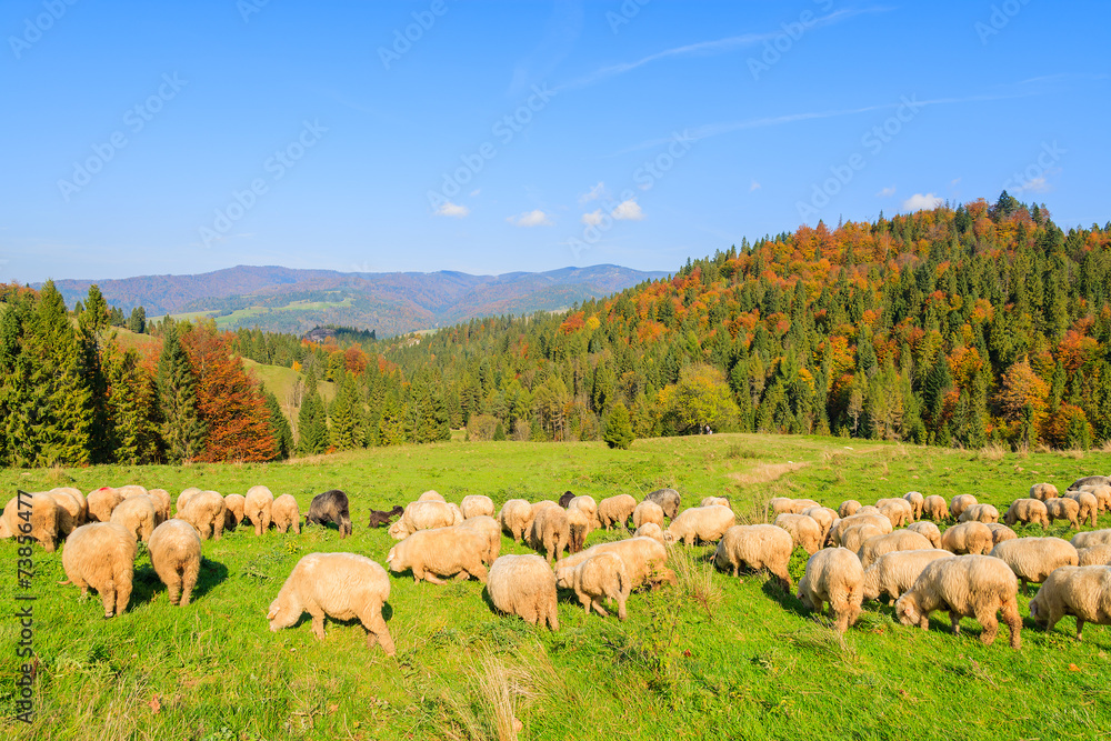 Flock of sheep grazing on green meadow in Pieniny Mountains Flock of sheep grazing on green meadow in Pieniny Mountains
