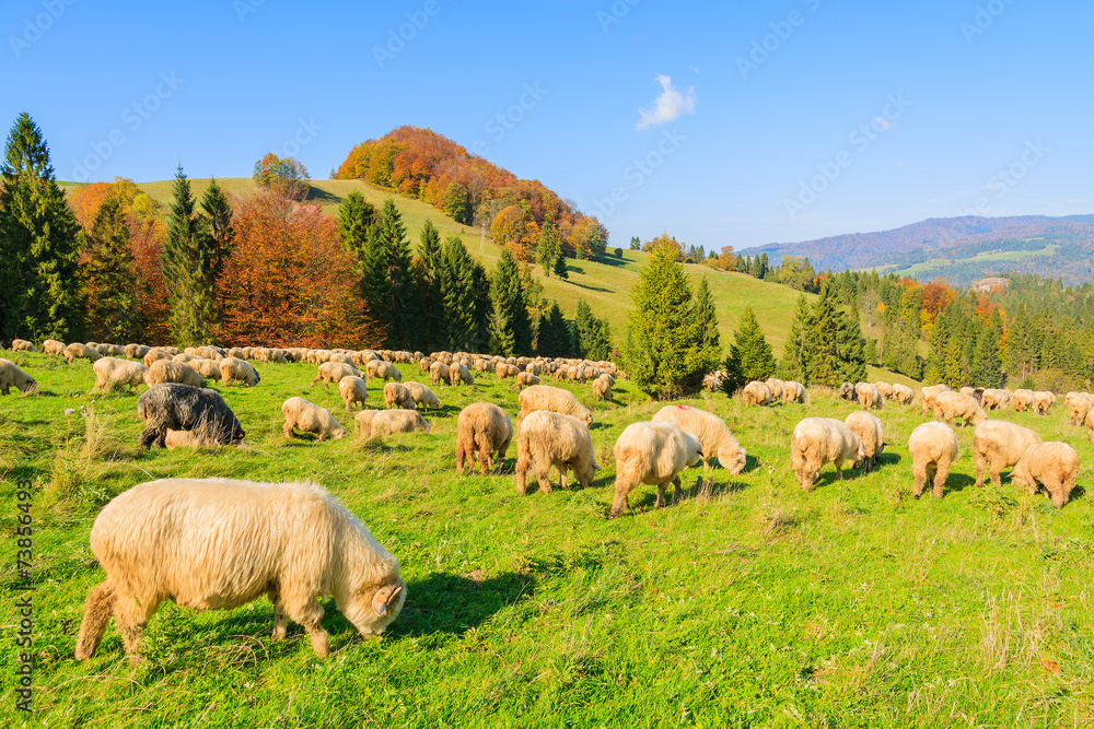 Flock of sheep grazing on green meadow in Pieniny Mountains Flock of sheep grazing on green meadow in Pieniny Mountains
