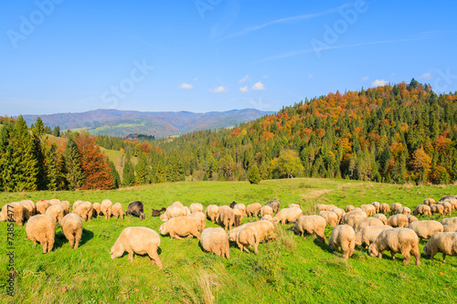 Flock of sheep grazing on green meadow in Pieniny Mountains
