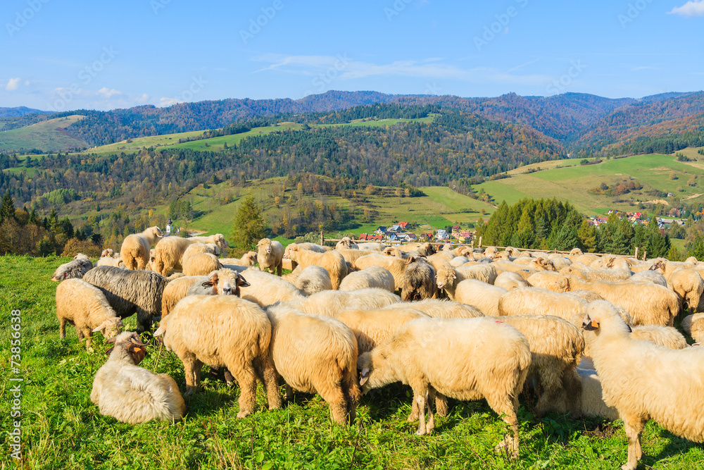 Sheep in pen on sunny autumn day, Pieniny Mountains, Poland
