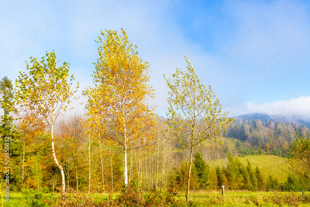 Fototapeta premium Colorful autumn trees on sunny day, Beskid Niski Mountains