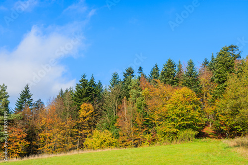 Fototapeta Naklejka Na Ścianę i Meble -  Colorful autumn trees on sunny day, Beskid Niski Mountains