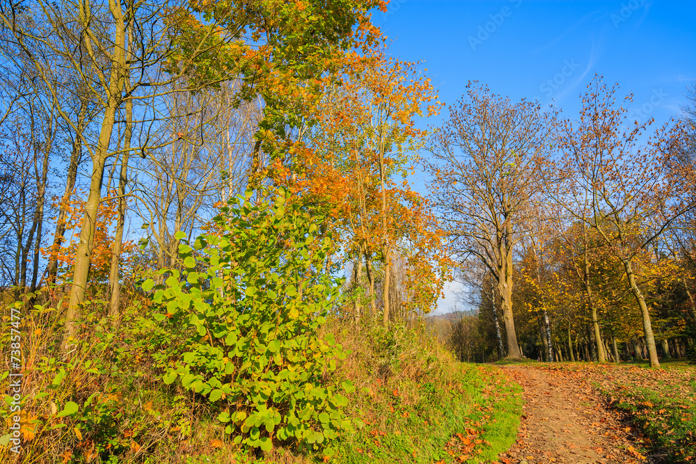 Naklejka premium Walking path and colorful trees in autumn, Wysowa Zdroj, Poland