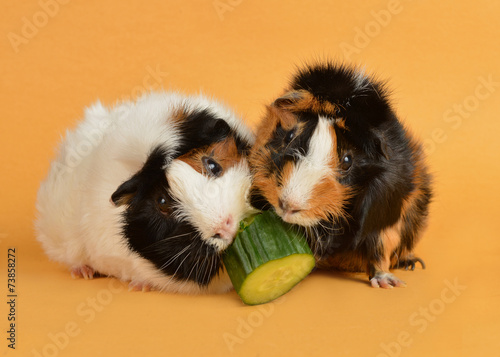 guinea pigs photo