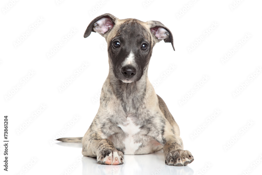 Whippet puppy on a white background