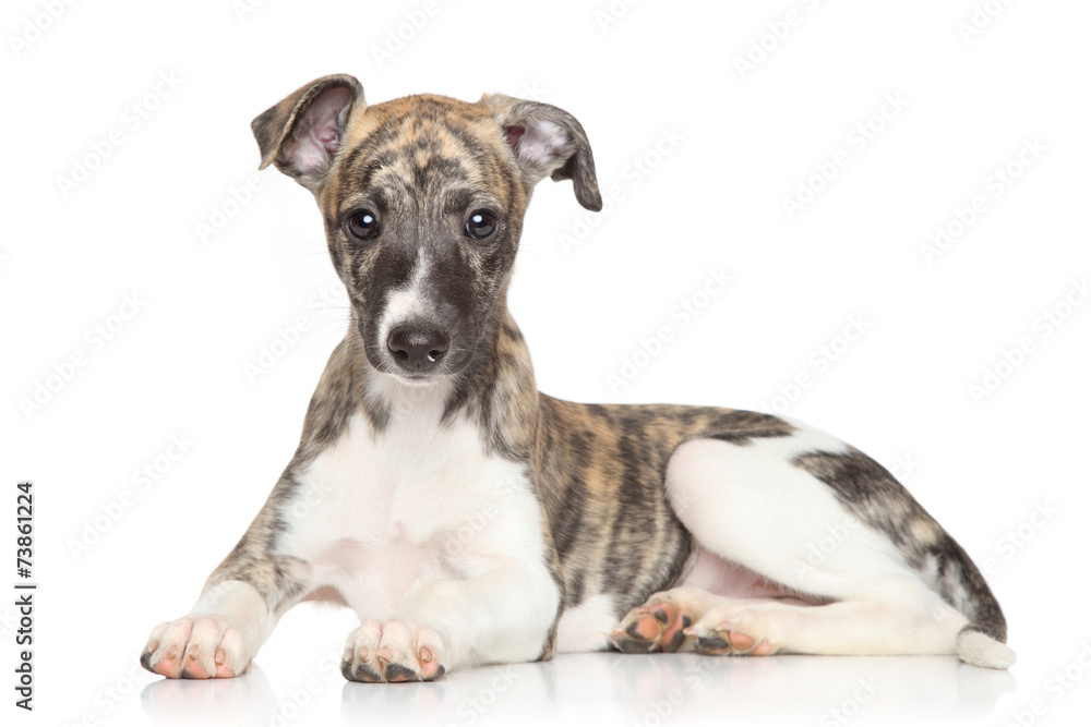 Whippet puppy on white background