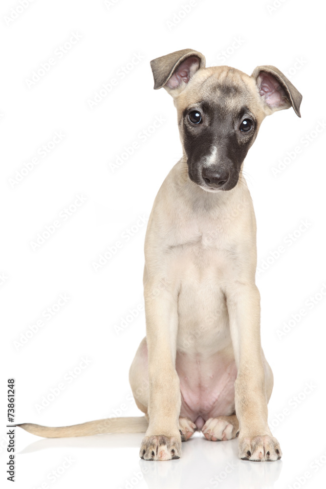 Whippet puppy portrait on white background