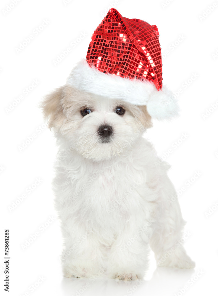 Maltese puppy in Santa red hat Maltese puppy in Santa red hat
