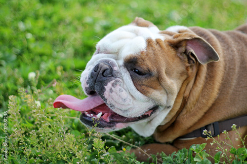 Bulldog photo