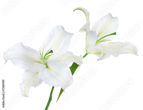 Beautiful lily isolated on white