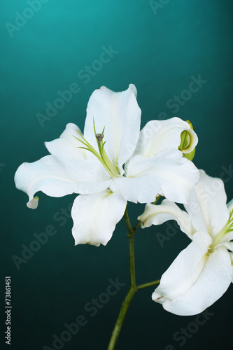 Fototapeta Naklejka Na Ścianę i Meble -  Beautiful lily on colorful background