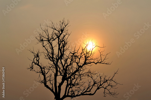 Sunrise and tree