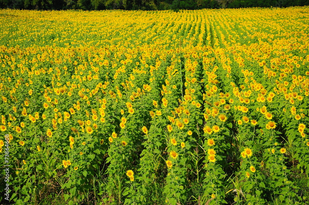 Yellow Sunflowers in the Fields Yellow Sunflowers in the Fields