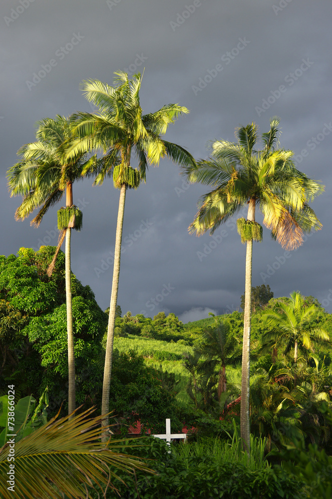 Fototapeta premium La Réunion - Les trois palmiers