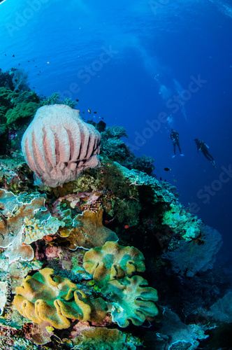 Divers,barrel sponge,mushroom leather sponge in Banda underwater © fenkieandreas