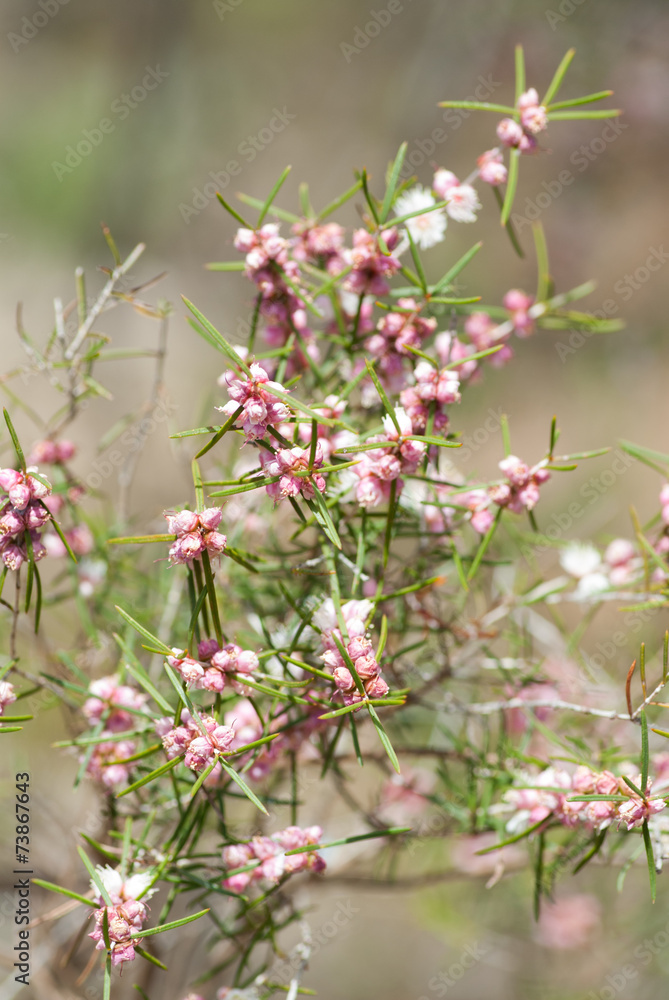 wild flower wild flower