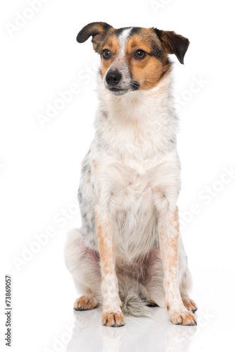 Mischlingshund © DoraZett