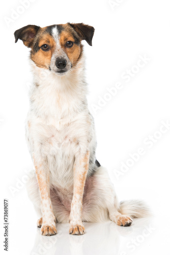 Fototapeta Naklejka Na Ścianę i Meble -  Mischlingshund