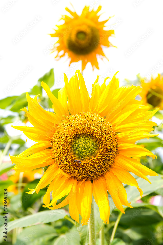 Obraz premium Sunflowers with green leaf