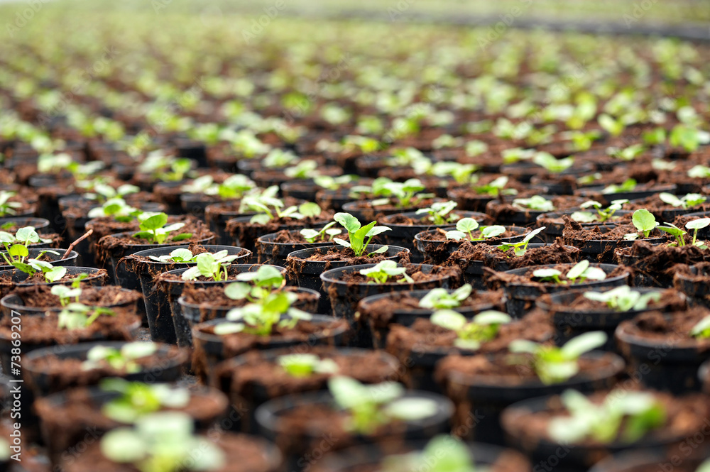 Obraz premium Transplanted seedlings at a nursery