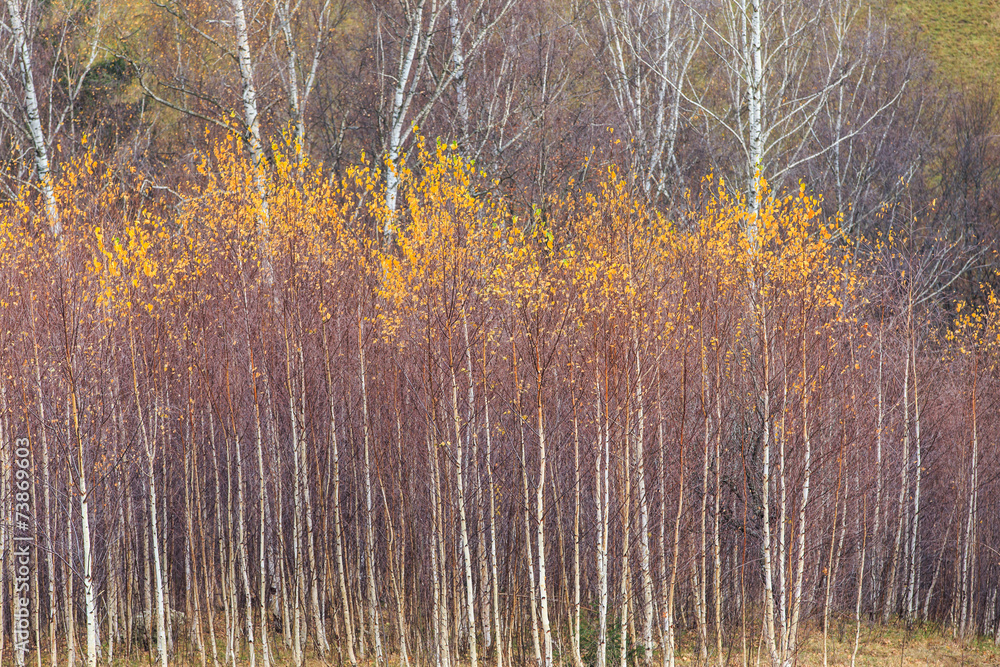 Autumn scenery in rural area in Transylvania Autumn scenery in rural area in Transylvania