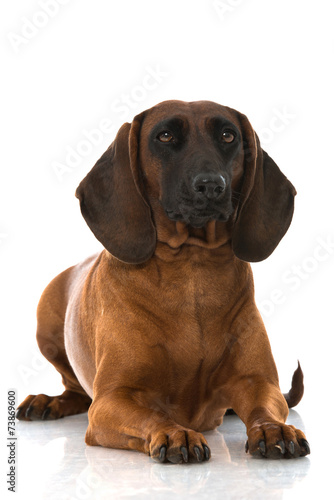 Bayerischer Gebirgsschwei  hund